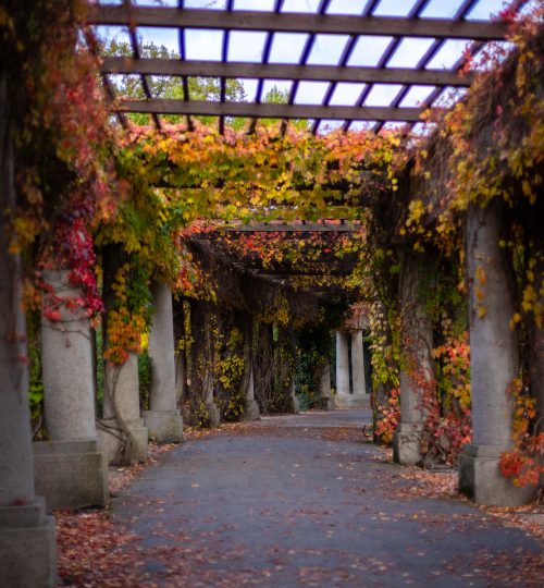 Pergola, Wrocław, jesień