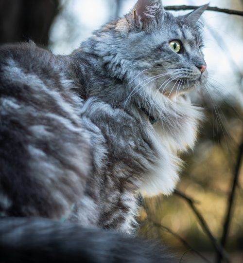 Kot w naturalnym otoczeniu gałęzi, sesja fotograficzna w plenerze