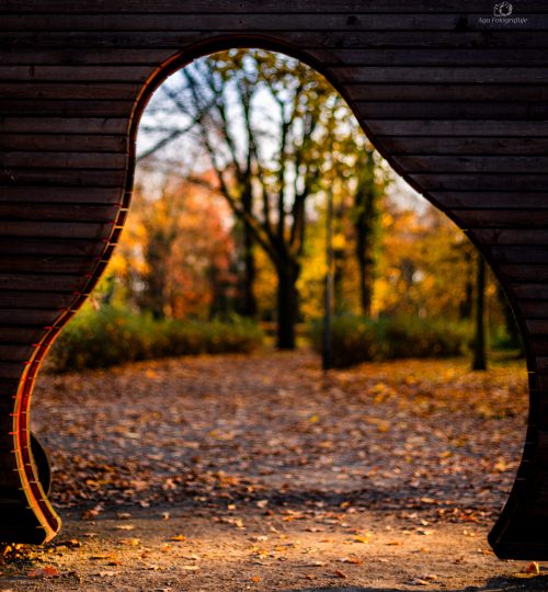 Park miejski jesieną, Wrocław