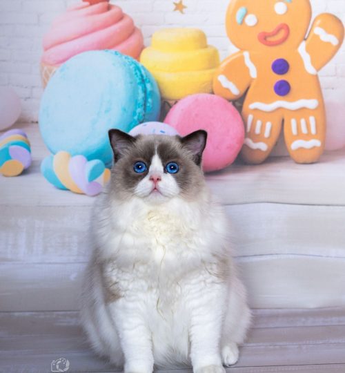 Kot na tle dekoracji w pastelowych kolorach