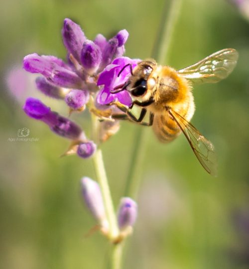 Pszczoła, lawenda, fotografia przyrodnicza